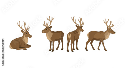 Four deer in various poses on white background