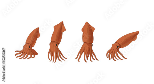 Cartoon squid sequence showing four different swim positions