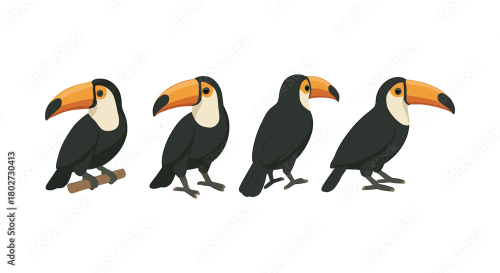 Naklejka premium Toucan evolution: four step bird transformation on white background