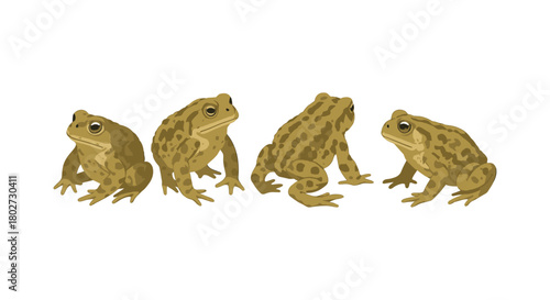 Realistic toads in various poses on white background