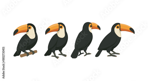 Toucan evolution: four step bird transformation on white background