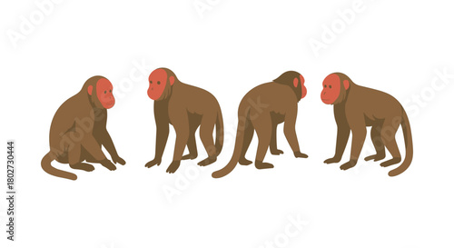 Realistic monkey poses set on white background