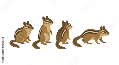 Cute chipmunk poses in flat design for nature and wildlife themes