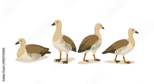 Flat style geese set on white background