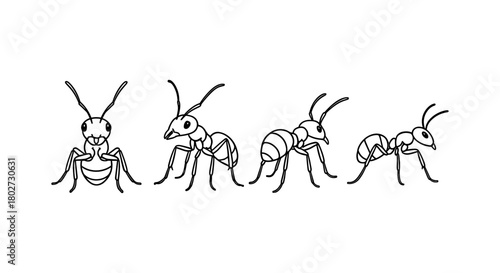 Linear ant sketches: diverse poses and angles in black and white