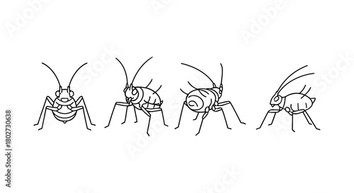 Linear locust drawings showcasing detailed insect anatomy and movement