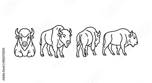 Bison line art in multiple poses on white background