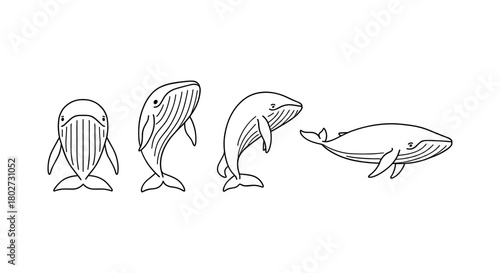Progression of whale growth in simple black outline on white background