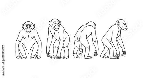 Chimpanzee outline: four perspectives in line art