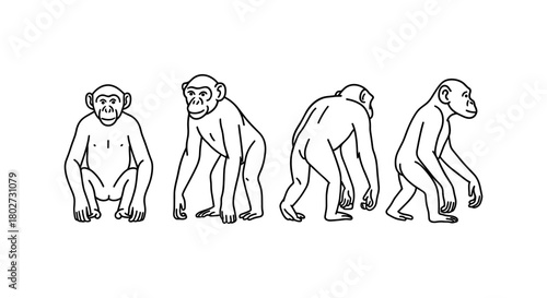 Linear monkey evolution silhouette in walking poses on white background