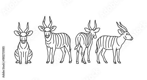 Linear kudu illustrations: front, side, and back views of african antelope
