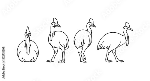 Cassowary bird silhouette set displaying various stances in linear style