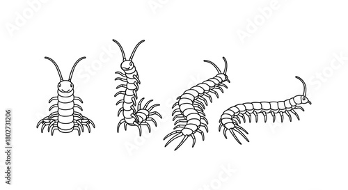 Centipede sketch collection: four detailed insect line art designs in black and white