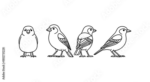 Bird line art: different poses of a finch in minimalist outline style