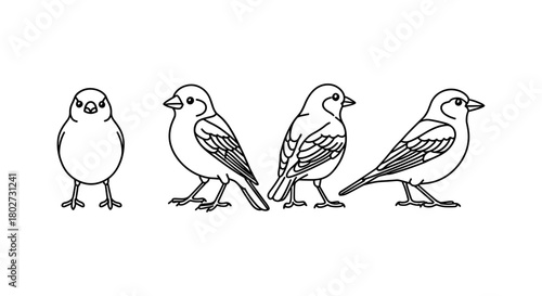 Bird evolution line art: four stages of a sparrow's life in outline style