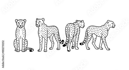 Linear cheetah poses: full body views in black and white art style