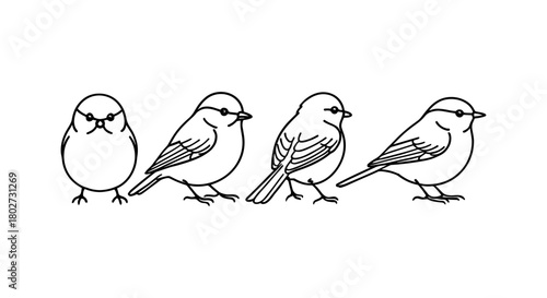 Set of four bird outlines in linear style with different poses