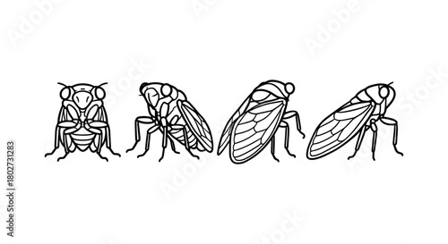 Cicada line art: four intricate insect designs in outline style