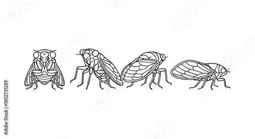 Cicada insect line art: four detailed views in minimalist style