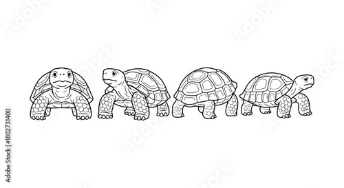 Linear tortoise line art: four illustrative turtle designs for coloring