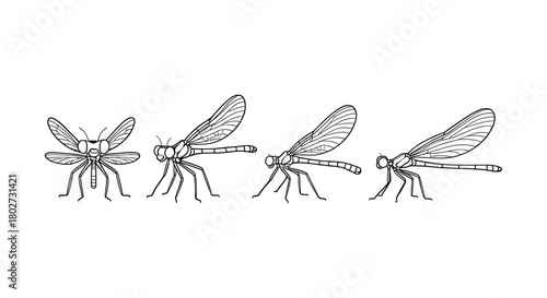 Dragonfly evolution line art: insect growth stages from nymph to adult