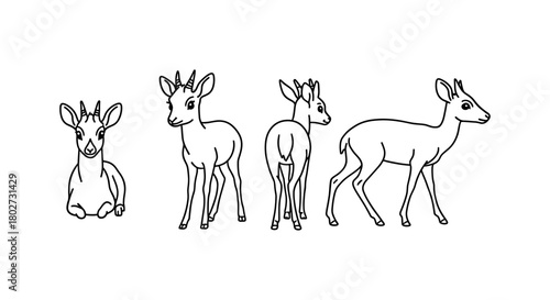 Cute deer line art set: various poses of baby deer in black and white