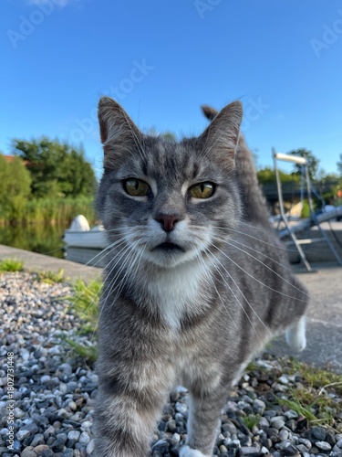 cat in the marina