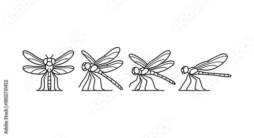 Linear dragonfly stages in minimalist style: from larva to adult