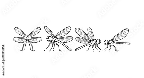 Detailed dragonfly line art set on white background