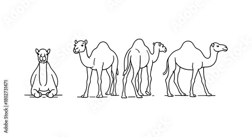 Minimalist camel line art: diverse poses and perspectives