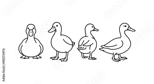 Outline ducks in various poses: simple black and white bird sketches