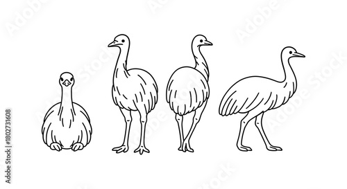 Ostrich development stages: linear outline of growth phases from chick to adult