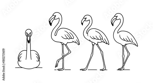 Line art flamingo evolution: from sitting to standing