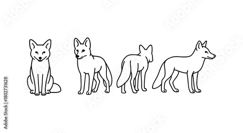 Linear outline of fox in four different poses on white background