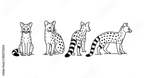 Linear black and white genet cat poses with spotted tails