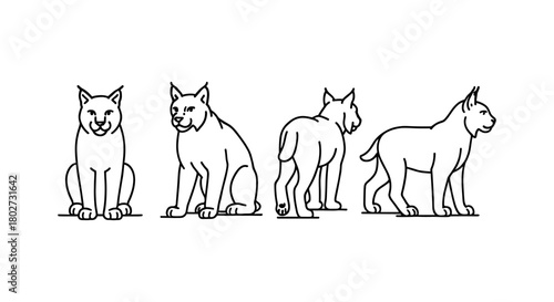 Lynx outline design: four angles of a wild cat in linear style