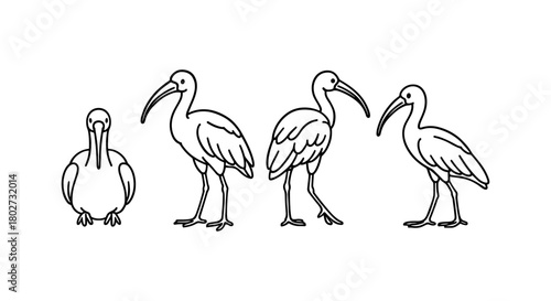 Line art ibis sketches: various poses of elegant birds