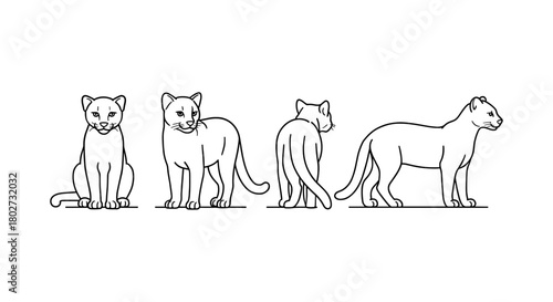 Four views of lioness: linear line art depicting front, profile, back, and side