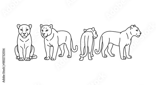 Lioness line art set in various poses
