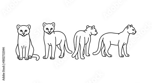 Linear outline of panther in multiple poses on white background