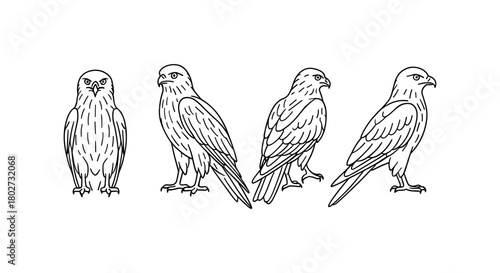 Eagle outline drawing: four views of birds of prey in simple line style