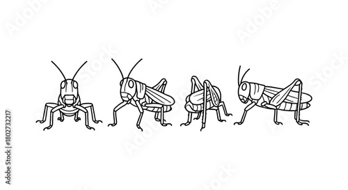 Grasshopper outline collection: side and front views in simple linear style