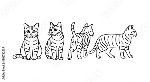 Set of four cat poses in linear style: sitting, standing, walking, and rear view