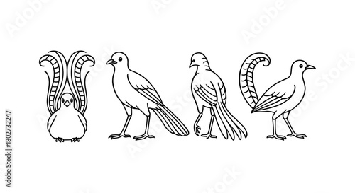 Elegant bird outline in linear style illustrating lyrebird from multiple angles