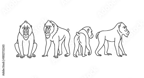 Baboon line art showing four unique poses in minimalist style