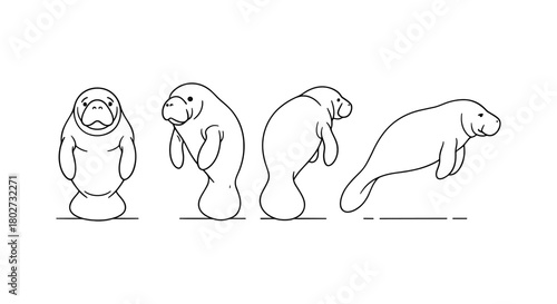 Continuous line drawing of a manatee's evolution in motion
