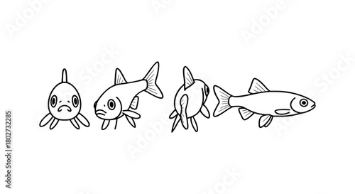 Linear goldfish evolution cycle with expressive faces