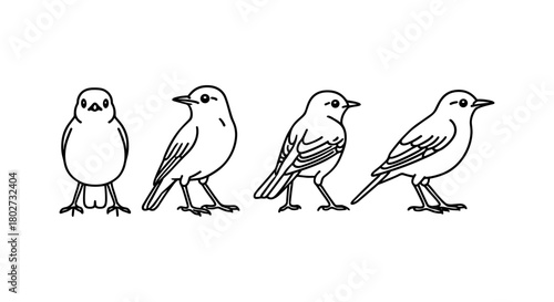 Simple black and white outline of birds in various poses on white background