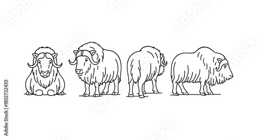 Musk oxen line art: multiple views of majestic animals