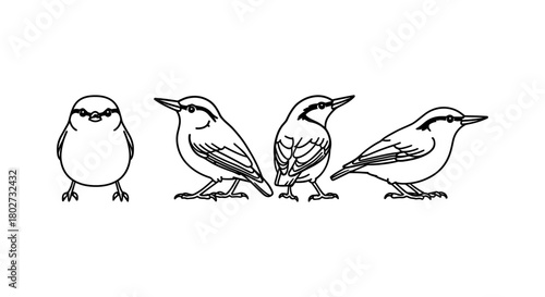 Linear bird evolution stages outline in minimalist style